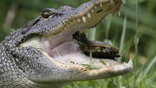 美洲豹一口咬碎5米巨型鳄鱼头骨,"大鱼"果然大猫吃喜欢大"鱼"