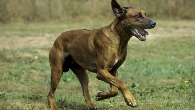 斑鬣狗和比特犬图片
