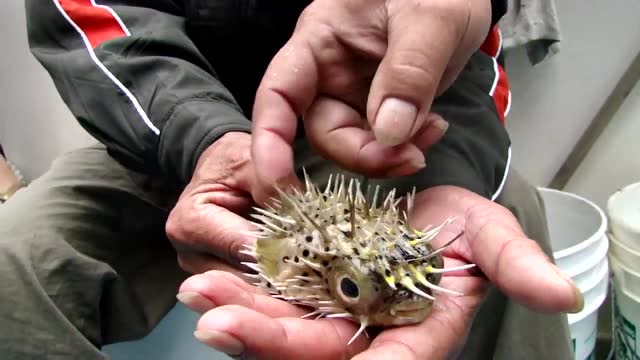 这只生气的小刺豚因为没力气了,彻底瘪了