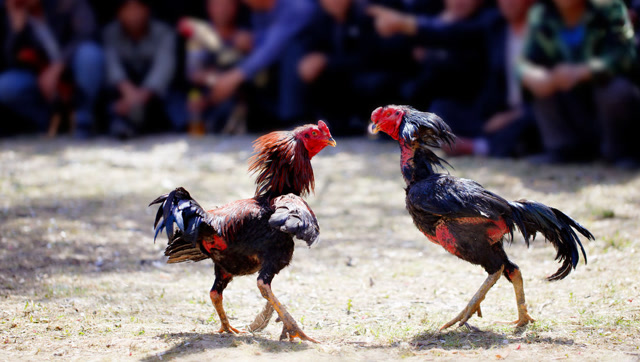 菲律宾的传统民族娱乐项目:斗鸡!赢了就是王者,输了就上餐桌!