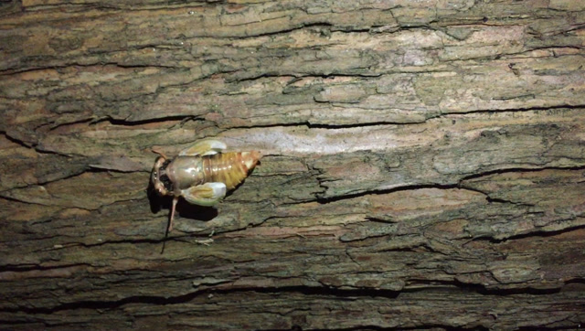 刚出生的知了宝宝,绿色的翅膀,好可爱