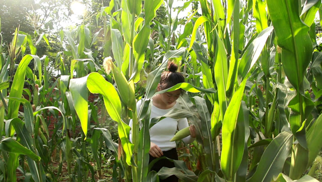 农村玉米地里的美食,姑娘深加工后,更美味!