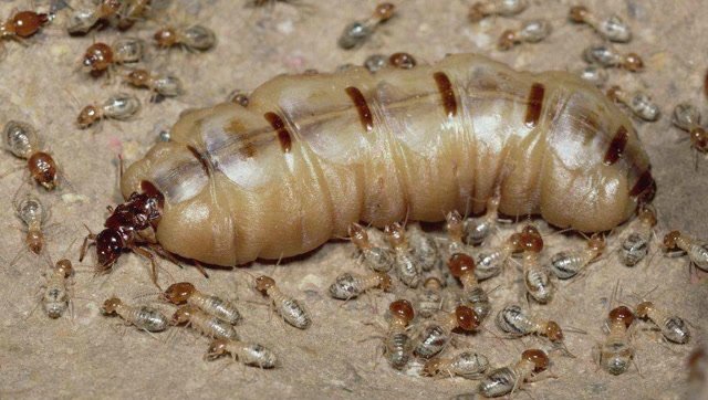 一只年轻有野心的雌悍蚁 偷偷潜入蚁巢暗杀蚁后