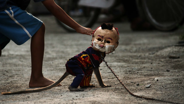 揭秘骑大象背后遭虐待的残忍真相马戏团的虐待你绝对想不到