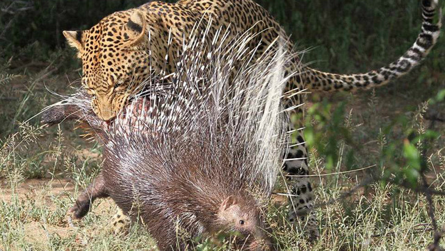 猎豹捕食豪猪-想吃顿肉,可真不容易啊!