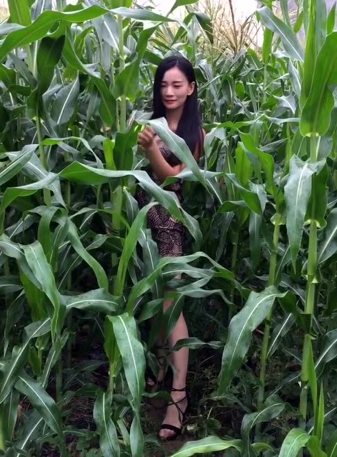 美女在玉米地里干活 怎么没有包谷