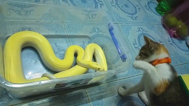 猫蛇大战,你猜最后谁赢!哈哈,看到最后笑尿了!