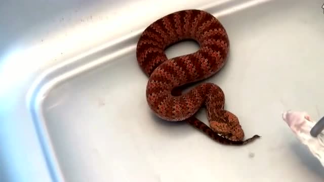 死亡蛇:被称为世界上速度最快的毒蛇,它的速度竟然这么快!