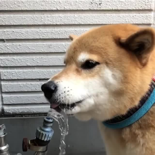 慢镜头看柴犬是如何喝水的