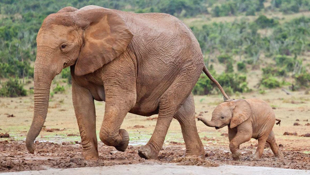 大象踩死刚出生的小象图片