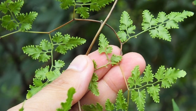 这味草药叫海金沙,它能根治尿道结石,胆结石,农村的必须收藏!