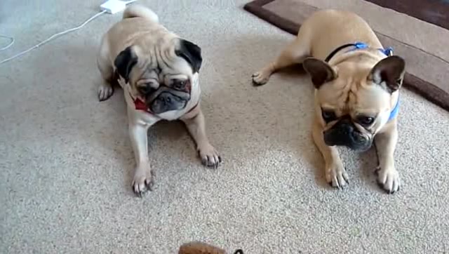 主人拿玩具和玩具故意引诱八哥犬和法斗,笑得我饭都喷出来了