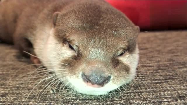 小水獭要睡觉了,睡眼惺忪的样子萌化了