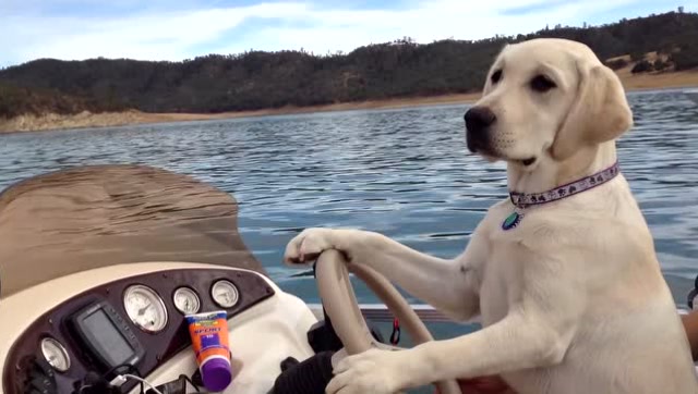 金毛犬开船,开的挺稳,表情好酷