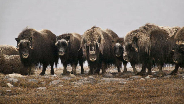 面对危机麝牛群团结一致保护幼崽 这样的群体谁敢惹