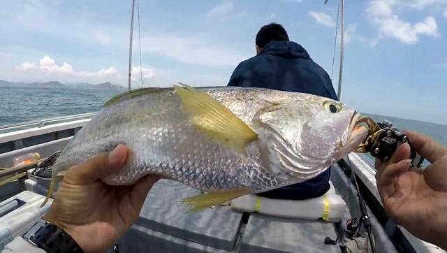 钓鱼:出海喜获野生黄花鱼