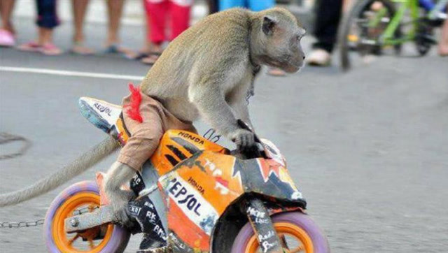 实拍:猴子骑摩托车技术熟练,稳如骑车老司机!