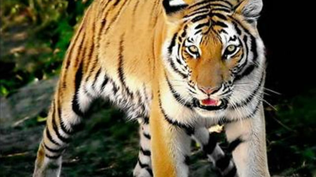 谁是兽中之王?雄虎打雄狮!