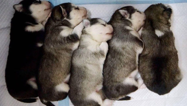 一群小奶狗想要上台阶,晃动着肉肉的小身体,太可爱了