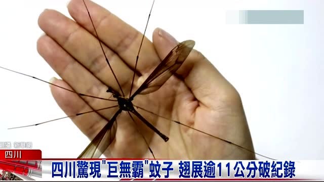 四川惊现"巨无霸"蚊子 翅展逾11公分破纪录
