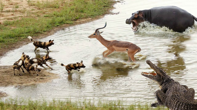 羚羊为躲避野狗跳入河里,鳄鱼游向了羚羊,它该如何抉择!