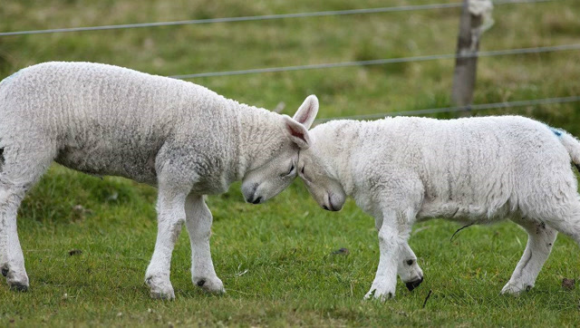 牛打架很好看?那你还没见过羊打架,太搞笑了