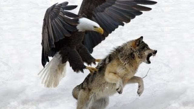 雪地里上演一番鹰抓狼年度大戏,鹰:饿极了我连自己都吃!