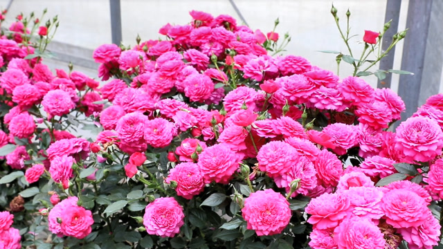 《天狼说月季》:花量巨大,炒鸡耐热的自育品种榴花秋舞