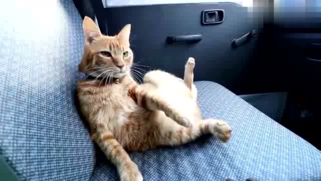 橘猫坐在汽车副驾座上,霸气外露,这坐姿还真是亮了呢