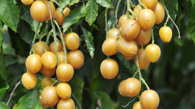 有1500多年历史的黄色水果,营养价值极高,人称"果中之宝"