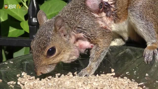 寄生虫:另一只被寄生的松鼠,正在吃饭者勿看