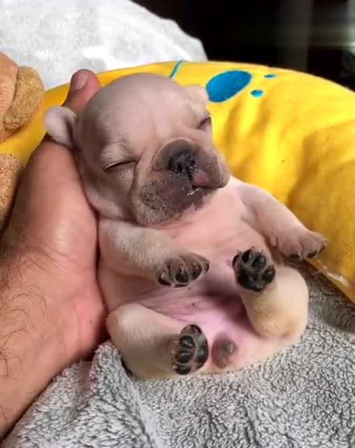 法国斗牛犬小时候的样子真的很乖,粉嫩粉嫩的小宝宝