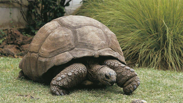 世界最大陆地龟,能长到500斤,成火爆宠物,小编表示养不起!