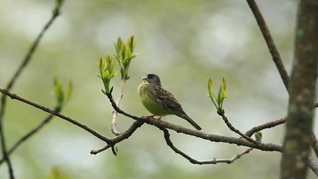 非常棒的青头雀叫声,闭上眼感受来自大自然的歌声!