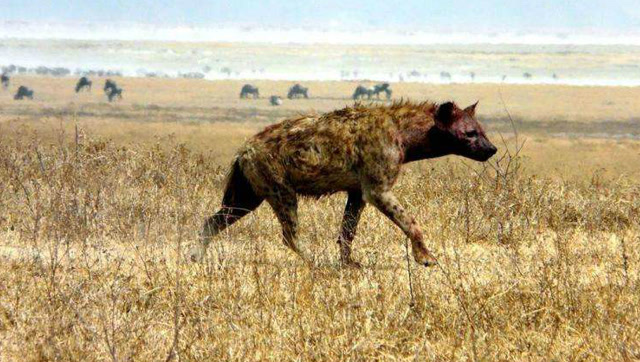 成为鬣狗女王是这样征服鬣狗群的,这行为看着有点后怕