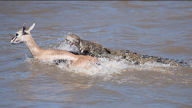 实拍鳄鱼活吃羚羊,一个羊头差不多吃饱了,镜头拍下羚羊悲惨瞬间