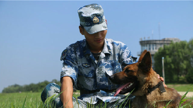 军事视频:中国军人最忠诚的战友,立下汗马功劳,生命却只有十几年!