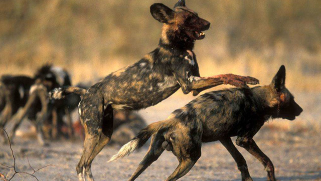 非洲野狗猎捕活撕黑斑羚!