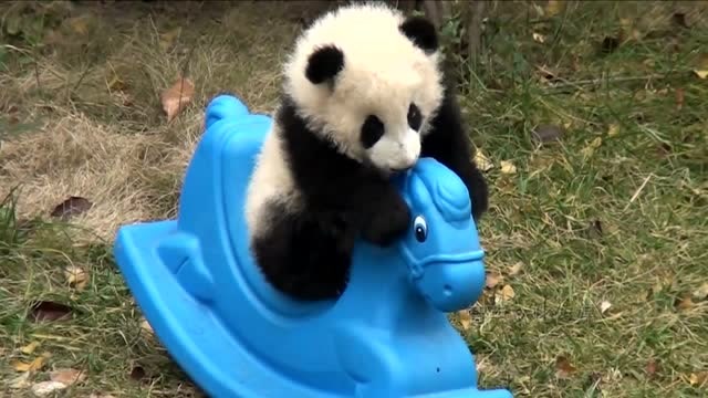 熊猫宝宝第一次坐木马,呆萌的样子,太可爱了