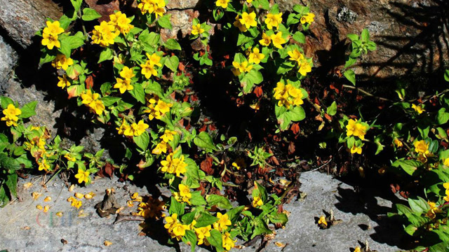 老家常见这种风寒草,偏偏治风寒头痛最有效!