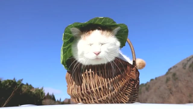 气度不凡的猫大叔头顶荷叶坐在篮子里晒太阳,好拉风啊