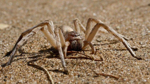 这种沙漠蜘蛛遇到天敌会变"轮子" 翻着跟头快速逃跑