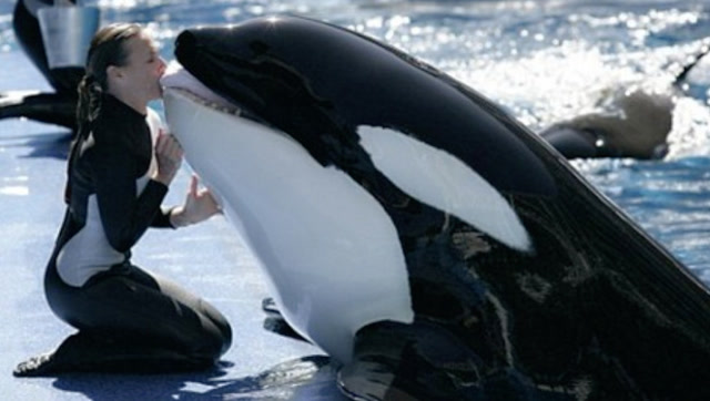 虎鲸比大白鲨还凶残为什么却不会主动攻击人类看完涨知识了