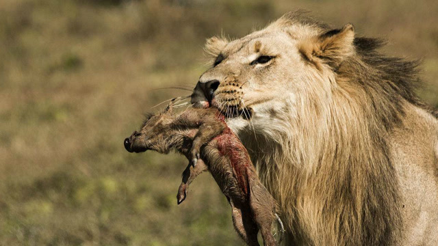 《自然传奇》狮王的捕猎过程
