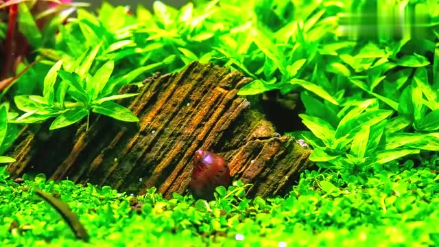 清洁漂亮的草缸,就靠这几只辛勤工作的螺除藻了