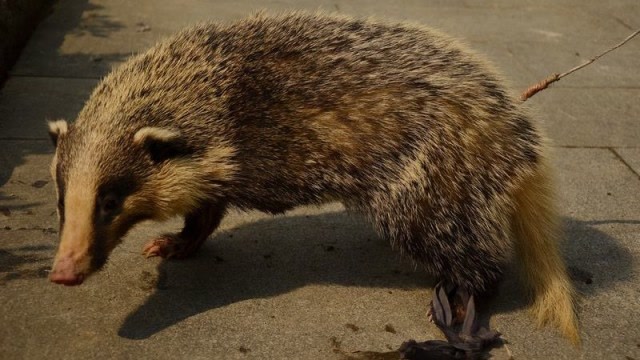 还记得小学课本里的闰土刺猹吗猹到底是个什么生物