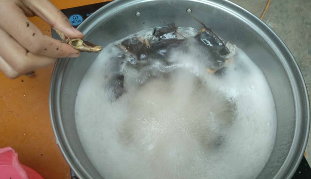 用皂角洗衣服干净又清香,这才是皂角洗衣服的正确做法!