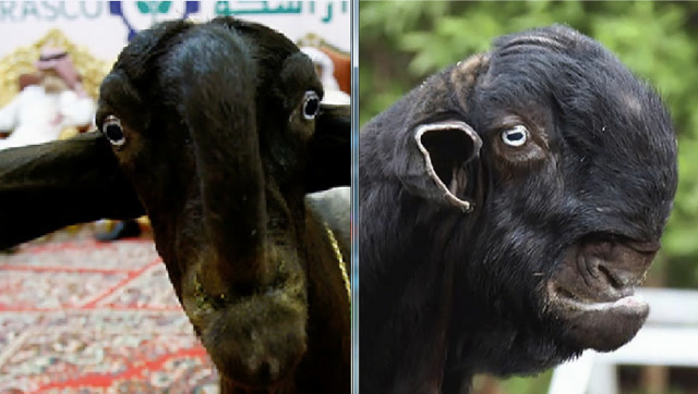 世界上最美丽的羊身价高达67000美金沙特土豪说什么都是对的