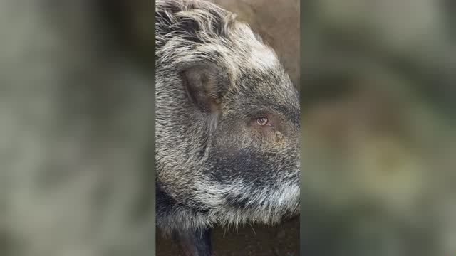 陕西安康:野猪咬死一人伤一人,被击毙