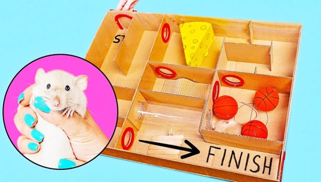 创意手工恶作剧:diy宠物迷宫,萌萌的小白鼠进去了能出的来吗?